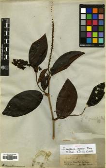 Type specimen at Edinburgh (E). Spruce, Richard: . Barcode: E00680508.