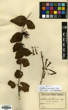 Type specimen at Edinburgh (E). Warnecke, Otto: 36. Barcode: E00680587.
