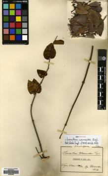 Type specimen at Edinburgh (E). Warnecke, Otto: 36. Barcode: E00680588.