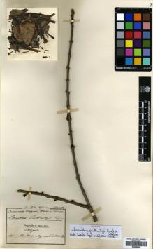 Type specimen at Edinburgh (E). von Prittwitz und Gaffron, Georg: 173. Barcode: E00680594.
