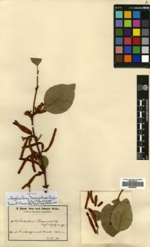 Type specimen at Edinburgh (E). Baum, Hugo: 519. Barcode: E00680597.