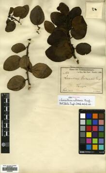 Type specimen at Edinburgh (E). Volkens, George: 183. Barcode: E00680599. Type specimen at Edinburgh (E). Volkens, George: 183. Barcode: E00680599.