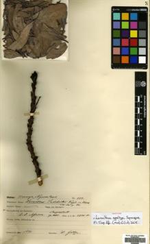Type specimen at Edinburgh (E). Goetze, W: 989. Barcode: E00680600.