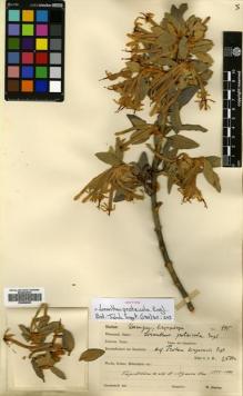 Type specimen at Edinburgh (E). Goetze, W: 995. Barcode: E00680603.