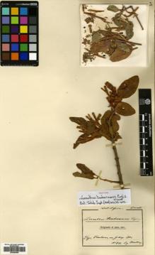 Type specimen at Edinburgh (E). Kersting, O: 502. Barcode: E00680604.