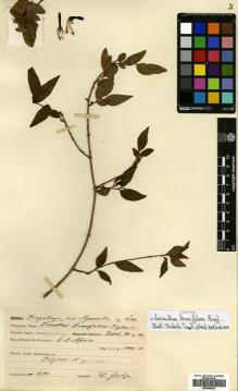 Type specimen at Edinburgh (E). Goetze, W: 1194. Barcode: E00680605.