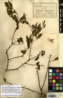 Type specimen at Edinburgh (E). Rudatis, H.: 904. Barcode: E00680623.