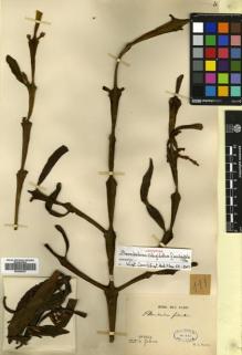 Type specimen at Edinburgh (E). Diguet, M.I.: 111. Barcode: E00680627.