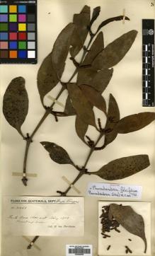 Type specimen at Edinburgh (E). von Türckheim, Hans: 2168. Barcode: E00680628.