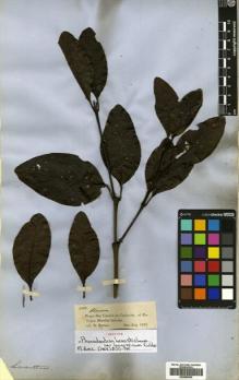 Type specimen at Edinburgh (E). Spruce, Richard: 2112. Barcode: E00680635.