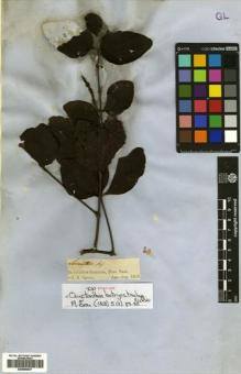 Type specimen at Edinburgh (E). Spruce, Richard: LORANTHUS (13). Barcode: E00680637.