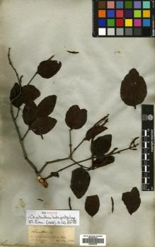 Type specimen at Edinburgh (E). Spruce, Richard: LORANTHUS (13). Barcode: E00680638.