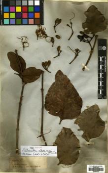 Type specimen at Edinburgh (E). Spruce, Richard: LORANTHUS (9). Barcode: E00680639.