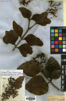 Type specimen at Edinburgh (E). Spruce, Richard: LORANTHUS (9). Barcode: E00680640.