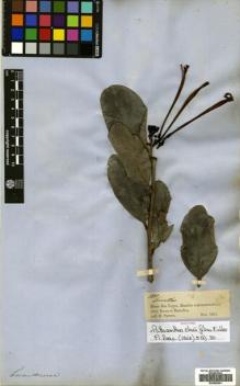Type specimen at Edinburgh (E). Spruce, Richard: 1890. Barcode: E00680641.