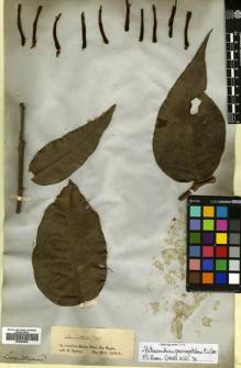 Type specimen at Edinburgh (E). Spruce, Richard: LORANTHUS (19). Barcode: E00680642.