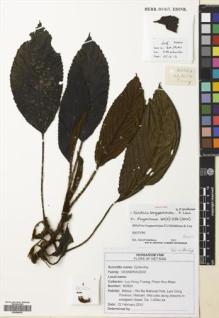Type specimen at Edinburgh (E). Truong, Luu; Nhan, Pham: BD624. Barcode: E00680643.