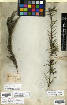 Type specimen at Edinburgh (E). Cunningham, Allan: . Barcode: E00680644.