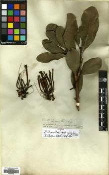 Type specimen at Edinburgh (E). Spruce, Richard: 3358. Barcode: E00680649.
