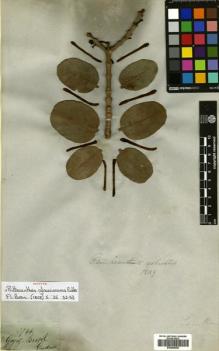 Type specimen at Edinburgh (E). Gardner, George: 3766. Barcode: E00680650.