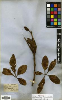 Type specimen at Edinburgh (E). Gardner, George: 435. Barcode: E00680651.