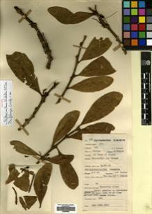 Type specimen at Edinburgh (E). Lawrence, Alexander: 108. Barcode: E00680652.