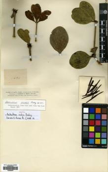 Type specimen at Edinburgh (E). Smith, Herbert: 1494. Barcode: E00680654.