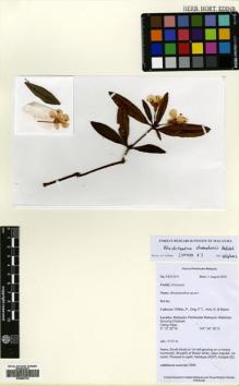 Type specimen at Edinburgh (E). Wilkie, P; Ong, P.T.; Imin, K.; Nazre: FRI72071. Barcode: E00680762.