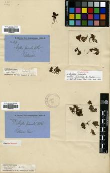 Type specimen at Edinburgh (E). Brown, Robert: 135. Barcode: E00680763.
