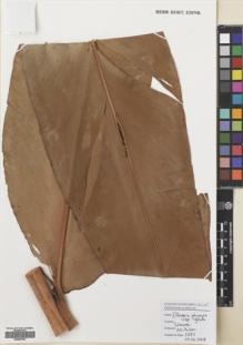 Type specimen at Edinburgh (E). Poulsen, Axel; Firdaus: 2682. Barcode: E00680782.