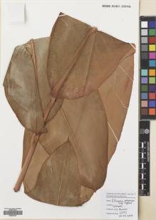 Type specimen at Edinburgh (E). Poulsen, Axel; Firdaus: 2682. Barcode: E00680784.