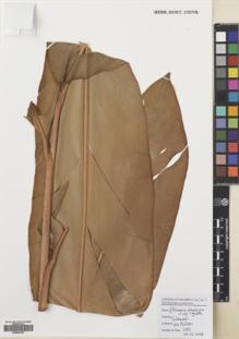 Type specimen at Edinburgh (E). Poulsen, Axel; Firdaus: 2682. Barcode: E00680785.