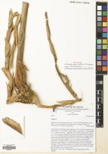 Type specimen at Edinburgh (E). Poulsen, Axel; Firdaus; Ahmad: 2666. Barcode: E00680791.
