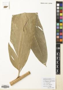 Type specimen at Edinburgh (E). Poulsen, Axel; Firdaus; Ahmad: 2666. Barcode: E00680792.