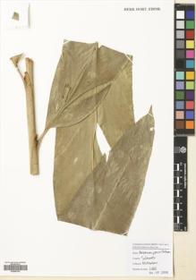 Type specimen at Edinburgh (E). Poulsen, Axel; Firdaus; Ahmad: 2666. Barcode: E00680794.