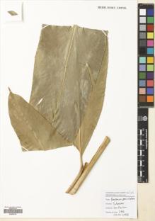 Type specimen at Edinburgh (E). Poulsen, Axel; Firdaus; Ahmad: 2666. Barcode: E00680795.