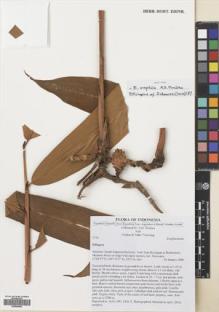 Type specimen at Edinburgh (E). Poulsen, Axel; Firdaus; Tiburrung, Sahir: 2776. Barcode: E00680806.