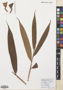 Type specimen at Edinburgh (E). Poulsen, Axel; Firdaus; Tiburrung, Sahir: 2776. Barcode: E00680807.