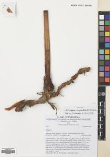 Type specimen at Edinburgh (E). Poulsen, Axel; Ardiyani, Marlina; Firdaus; Acho: 2753. Barcode: E00680808.