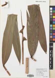 Type specimen at Edinburgh (E). Poulsen, Axel; Ardiyani, Marlina; Firdaus; Acho: 2753. Barcode: E00680809.