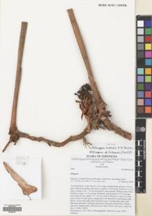 Type specimen at Edinburgh (E). Poulsen, Axel; Kinho, Julainus: 2806. Barcode: E00680819.
