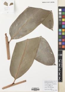 Type specimen at Edinburgh (E). Poulsen, Axel; Kinho, Julainus: 2806. Barcode: E00680820.