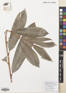 Type specimen at Edinburgh (E). Poulsen, Axel; Kinho, Julainus: 2806. Barcode: E00680821.
