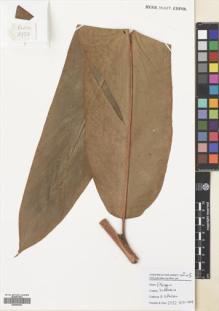 Type specimen at Edinburgh (E). Poulsen, Axel; Ardiyani, Marlina; Firdaus; Acho: 2752. Barcode: E00680835.