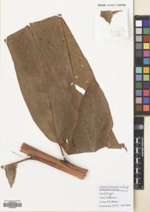 Type specimen at Edinburgh (E). Poulsen, Axel; Ardiyani, Marlina; Firdaus; Acho: 2752. Barcode: E00680836.