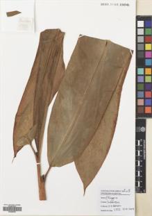 Type specimen at Edinburgh (E). Poulsen, Axel; Ardiyani, Marlina; Firdaus; Acho: 2752. Barcode: E00680838.