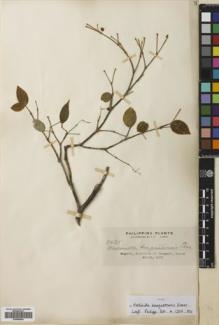Type specimen at Edinburgh (E). Elmer, Adolph: 8435. Barcode: E00680844.