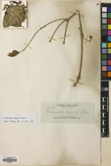 Type specimen at Edinburgh (E). Elmer, Adolph: 11617. Barcode: E00680847.