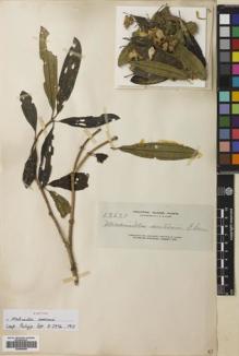 Type specimen at Edinburgh (E). Elmer, Adolph: 13633. Barcode: E00680850.