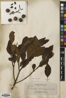 Type specimen at Edinburgh (E). Elmer, Adolph: 11414. Barcode: E00680854.